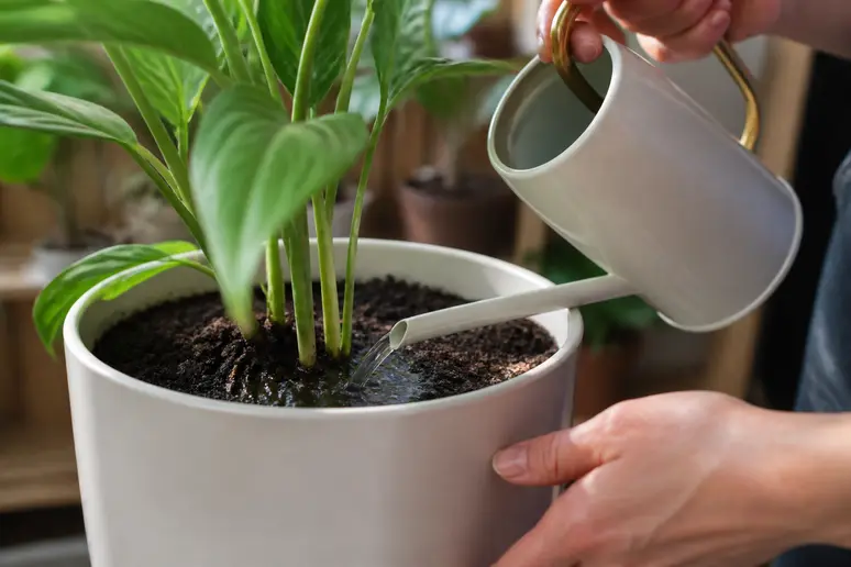 Arrosage du terreau d'une plante verte avec une solution de nématodes pour éliminer les larves