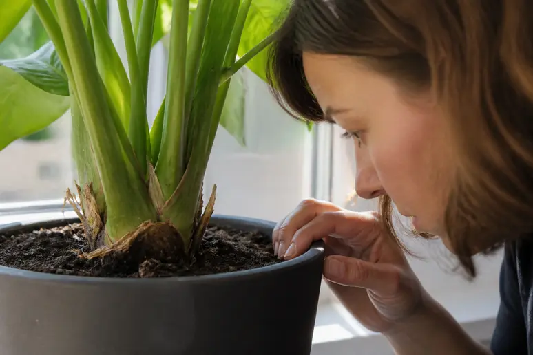 Observation attentive de la base d'une plante d'intérieur pour repérer les moucherons de terreau
