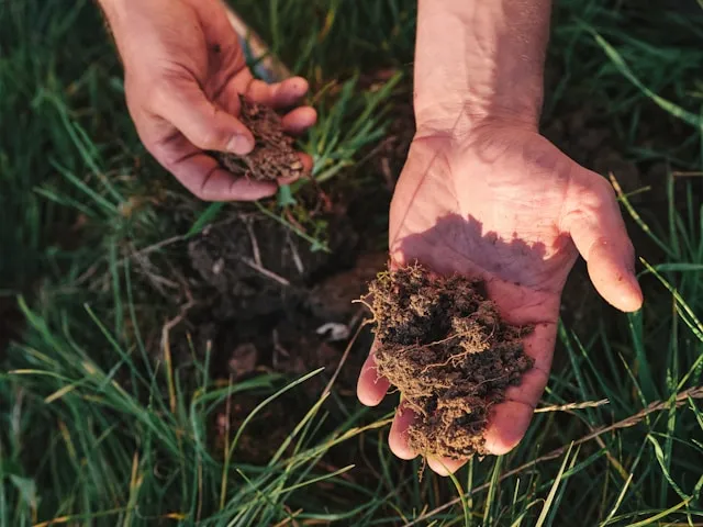 Compost qualité