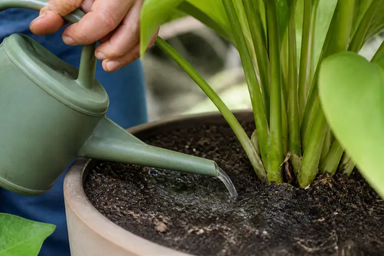 Application de nématodes entomophages dans le terreau d'une plante en pot pour éliminer les larves de sciarides