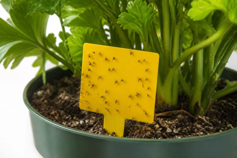 Plaque collante jaune plantée dans le terreau pour capturer les moucherons adultes.