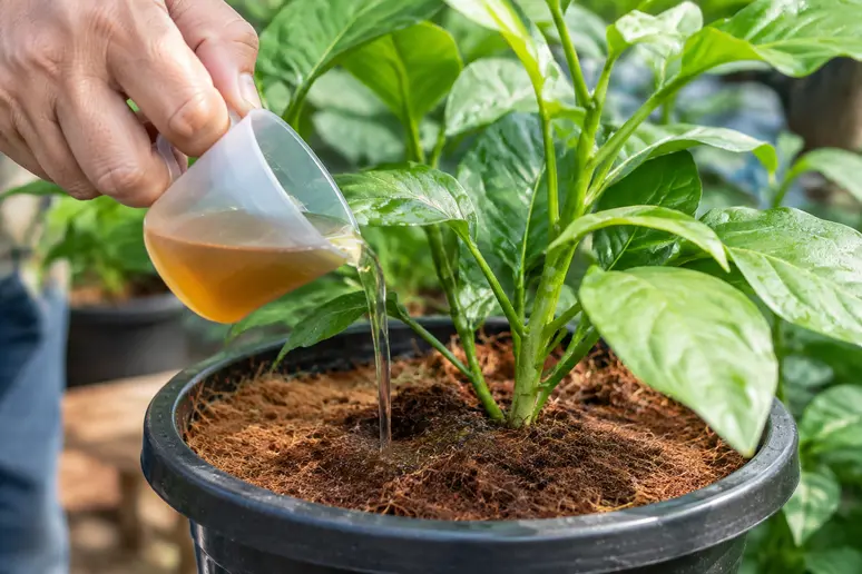 Arrosage d'une plante en pot avec une solution nutritive adaptée à la fibre de coco