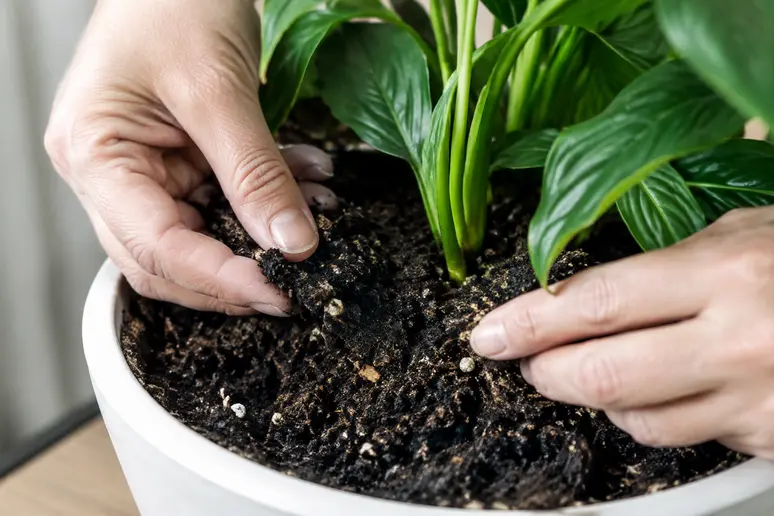 Mains inspectant le terreau d'une plante en pot pour identifier un insecte de terre