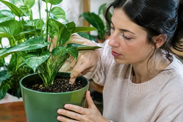 Vérification de l'humidité du terreau pour éliminer naturellement les parasites