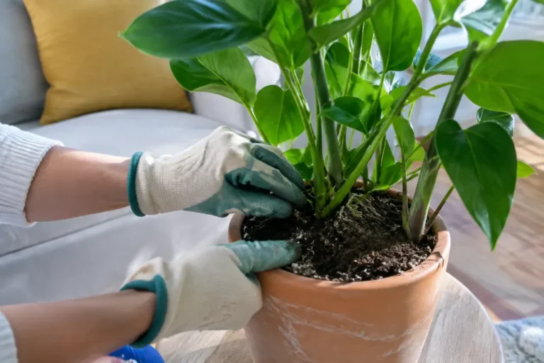 Un jardinier examine attentivement le terreau d'une plante verte pour identifier un insecte de terre nuisible.