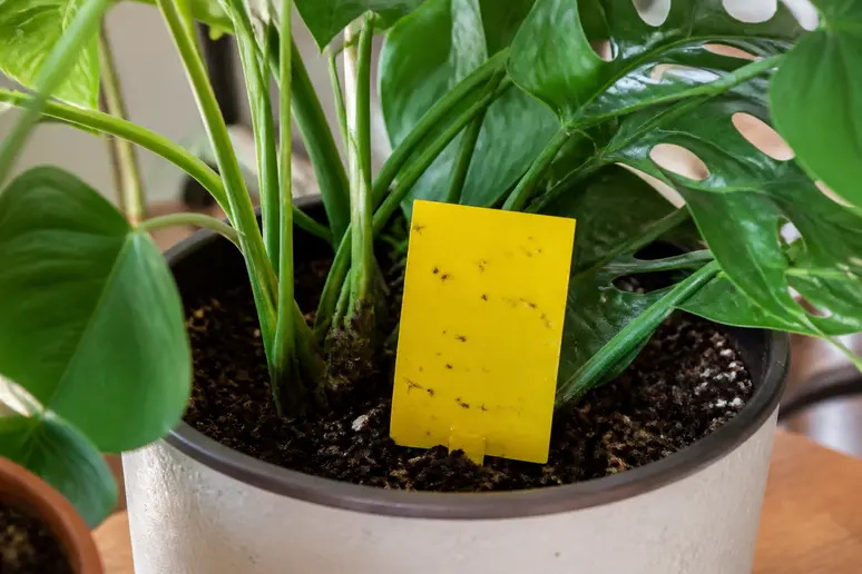 Piège jaune collant planté dans le terreau pour capturer les moucherons adultes volant autour de la plante.