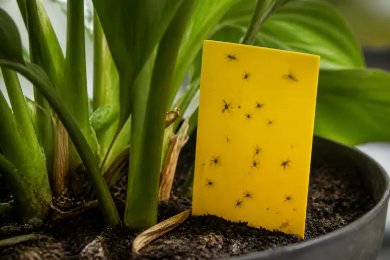 Un piège collant jaune planté dans la terre d'une plante verte pour capturer les moucherons adultes.