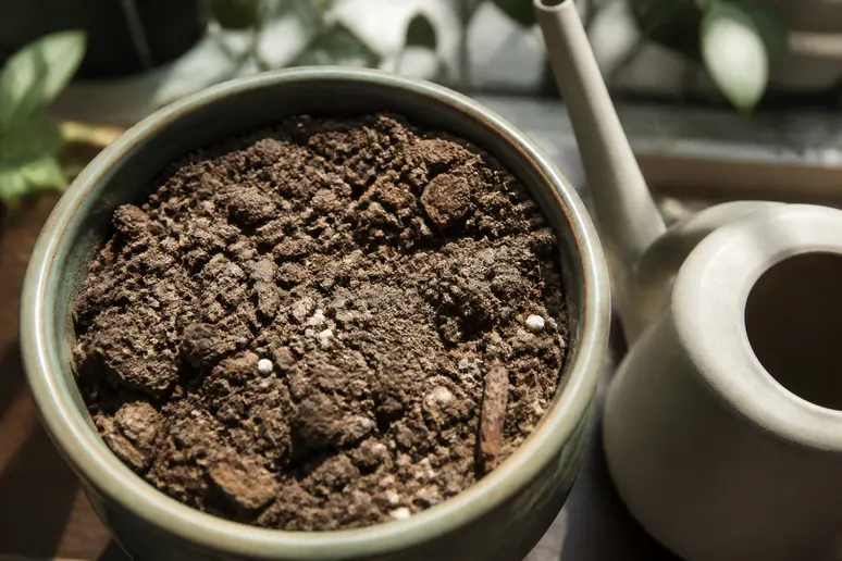 Un terreau de plante en pot qui sèche en surface pour éviter l'humidité favorable aux larves.
