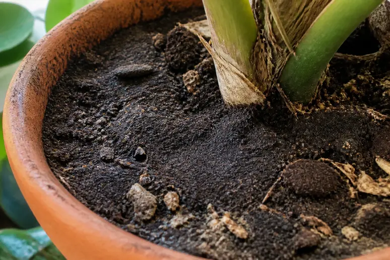 Couche de marc de café compactée à la surface du terreau d'une plante d'intérieur