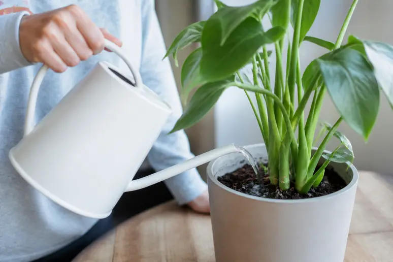 Main ajustant l'arrosage d'un pot de plante verte pour réduire l'humidité du terreau