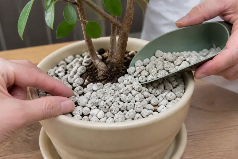 Application d'une couche de pierre ponce en surface du pot pour bloquer les insectes