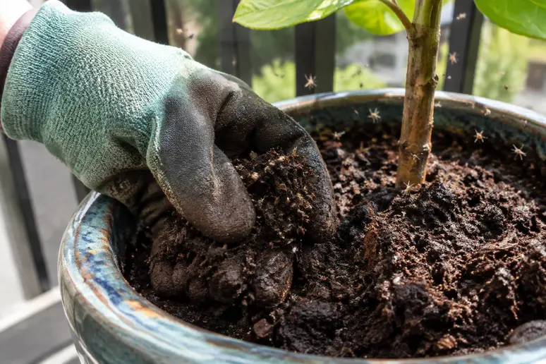 Terreau de plante en pot humide et sombre montrant des moucherons en surface