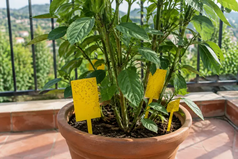 Piège collant jaune planté dans le terreau d'un pot pour capturer les moucherons