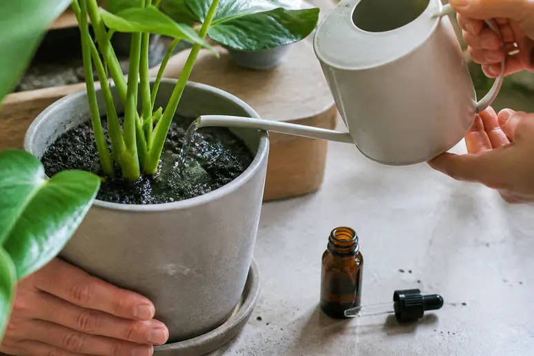 Arrosage d'un terreau de plante en pot pour maintenir l'humidité nécessaire aux nématodes contre les moucherons