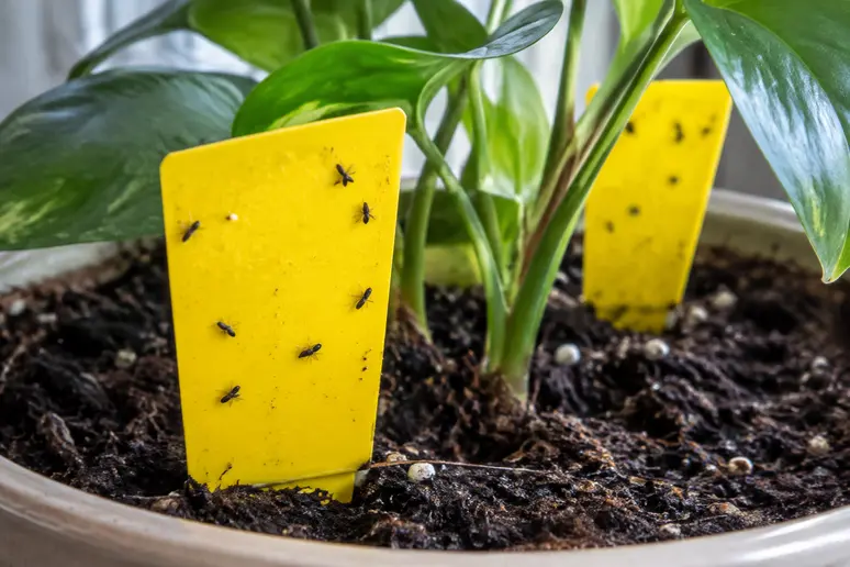 Pièges collants jaunes plantés dans le terreau humide d'une plante d'intérieur pour capturer les petites mouches noires.