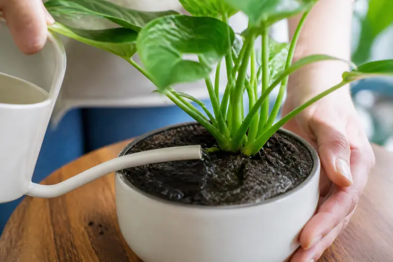 Application de nématodes Steinernema feltiae au pied d'une plante verte en pot