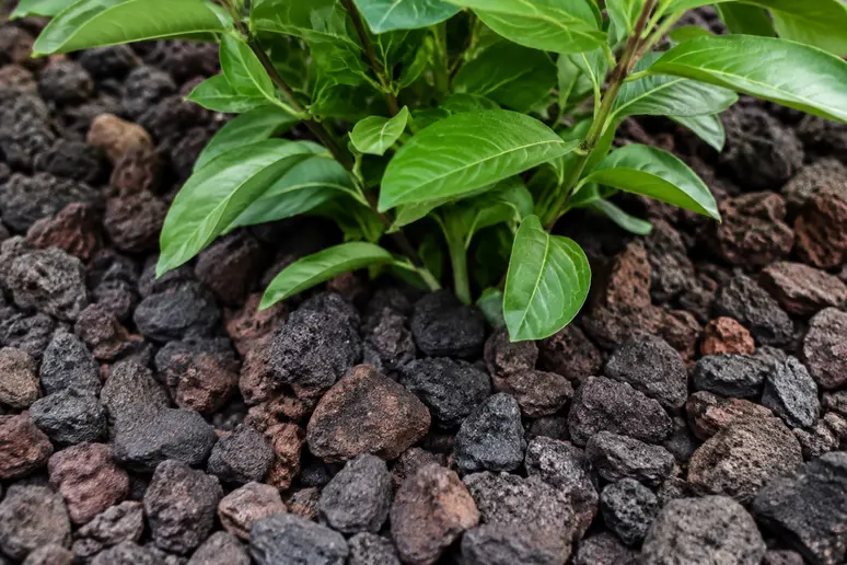 Paillage de pouzzolane noire disposé en surface autour d'une plante de jardin.