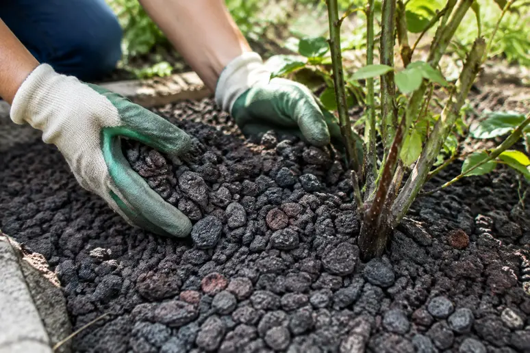 Mains de jardinier étandant une couche de pouzzolane pour le paillage du jardin