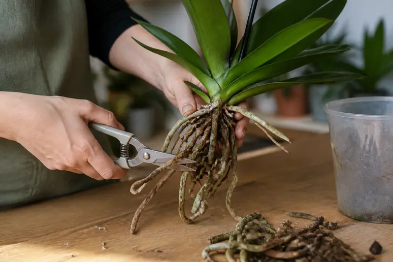 Mains coupant délicatement les racines abîmées d'une orchidée avec un sécateur propre sur un établi