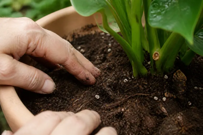 Mains d'un jardinier inspectant de près le terreau humide d'une plante en pot.