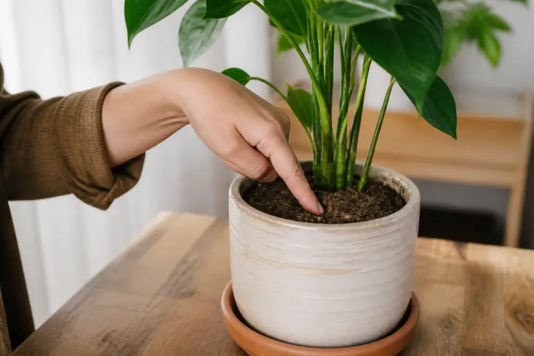 Jardinier touchant le terreau d'un pot pour vérifier l'humidité de surface.