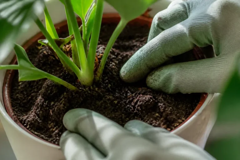Jardinier observant la terre d'une plante d'intérieur pour comprendre le sciarides cycle de vie