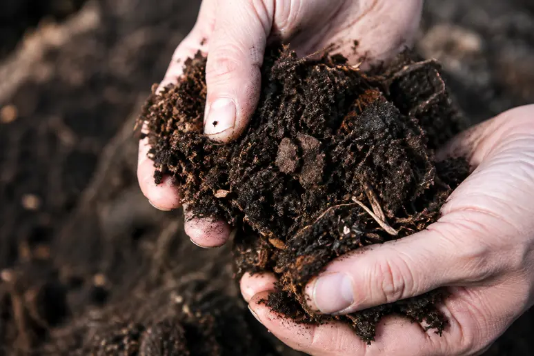 Mains testant l'humidité d'un compost brun et friable avant le tamisage