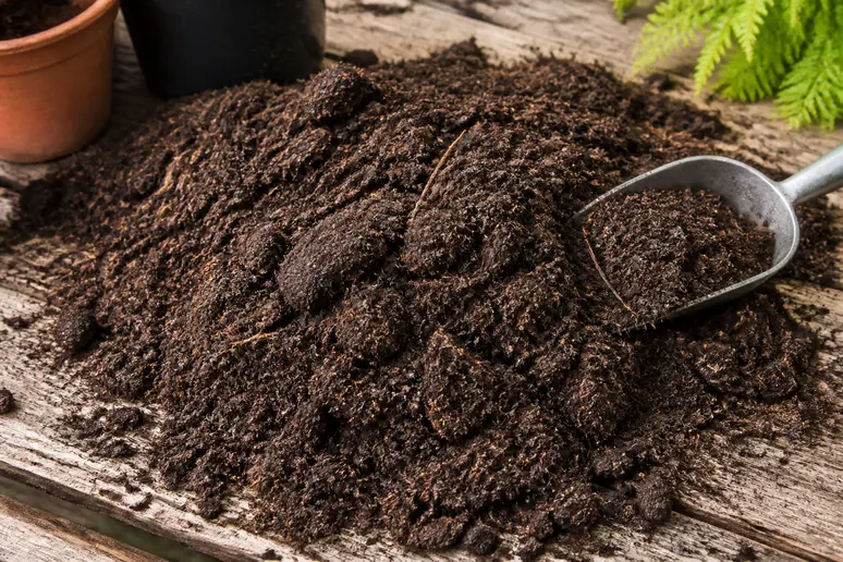 Texture fibreuse et acide de la véritable terre de bruyère forestière
