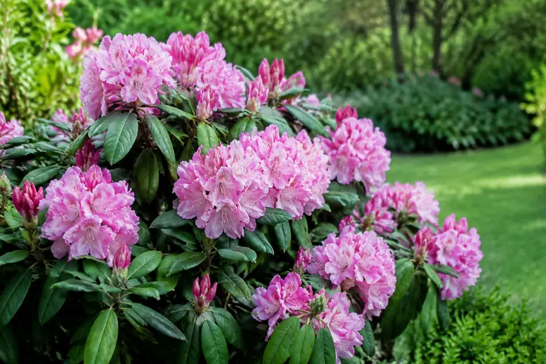 Pied de rhododendron en fleurs nécessitant un substrat adapté
