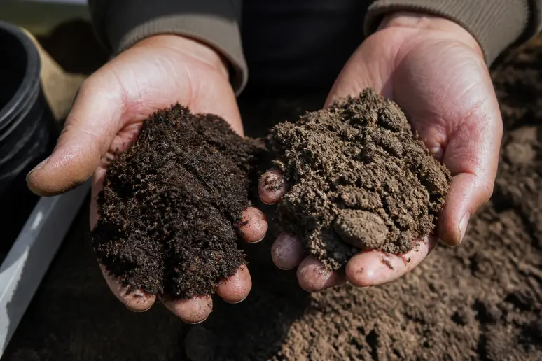 Mains de jardinier comparant la texture entre terre végétale et terreau fin.