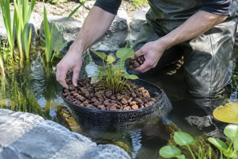 Ajout de pouzzolane en surface d'un panier pour stabiliser le terreau de bassin.