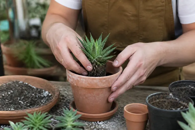 Rempotage printanier d'un cactus dans un nouveau pot avec un substrat adapté
