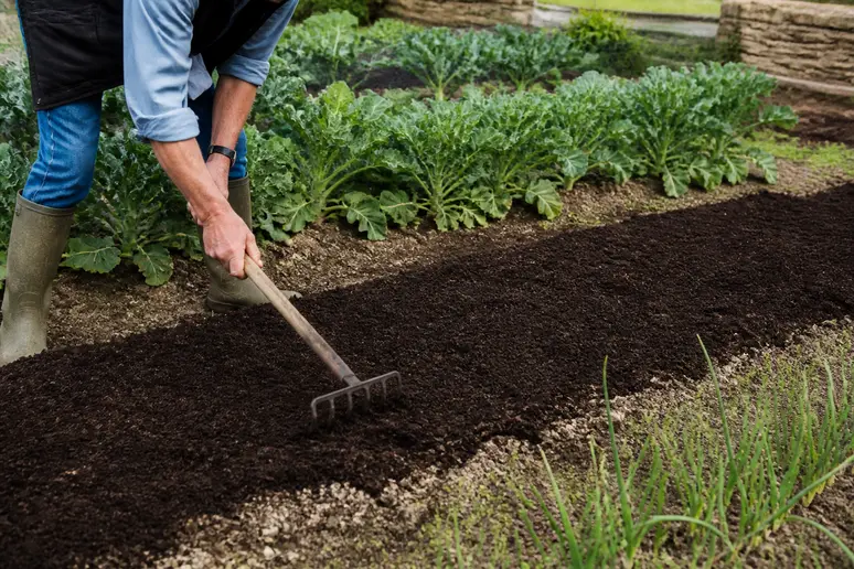 Jardinier épandant du compost en surface sur la terre d'un potager.