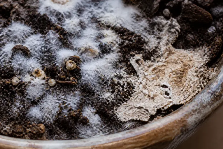 Voile de moisissure blanche et duveteuse à la surface d'un pot de terreau moisi