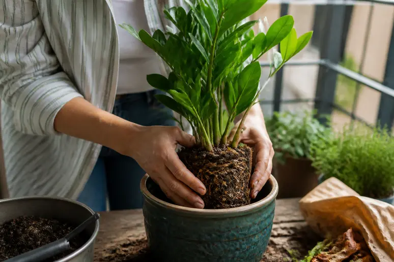 Personne rempotant une plante verte d'intérieur avec un nouveau terreau adapté