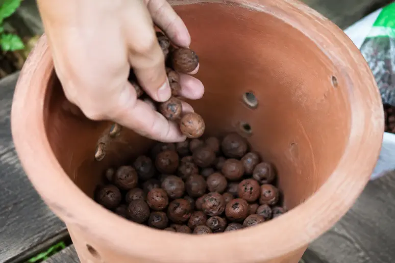 Installation de billes d'argile au fond du pot pour le drainage du terreau pour fraise