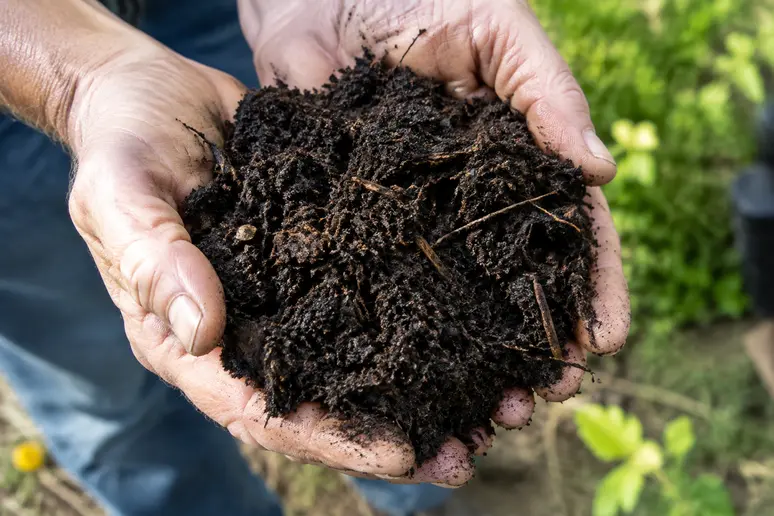Mains tenant un terreau horticole fibreux pour estimer sa densité et sa texture