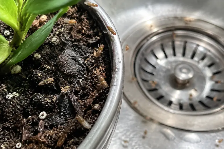 Terreau de plante verte et zone humide favorisant la présence de moucherons.