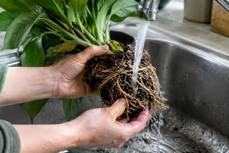 Rinçage délicat des racines d'une plante pour éliminer l'excès de terreau et l'humidité stagnante.