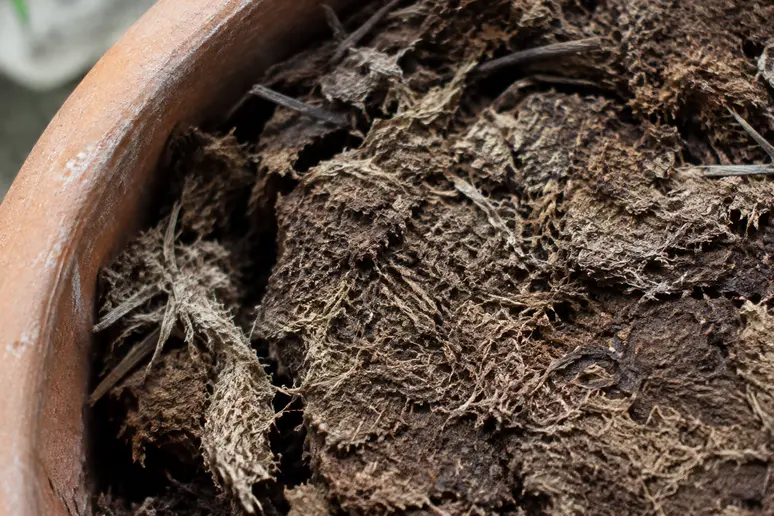 Mousse de tourbe sèche et compacte qui se rétracte dans un pot de fleurs
