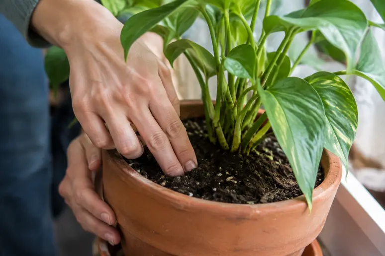 Mains vérifiant la sécheresse de la surface du terreau d'une plante d'intérieur