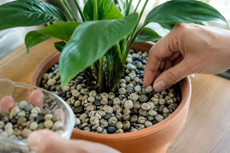 Ajout d'une couche de petits cailloux sur le terreau d'une plante pour bloquer les larves