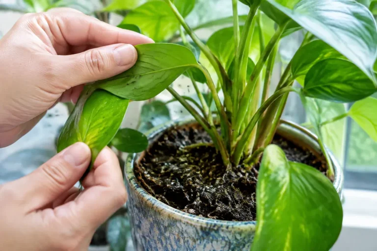 Une personne examine attentivement les feuilles d'une plante d'intérieur pour repérer un petit mouche noir.