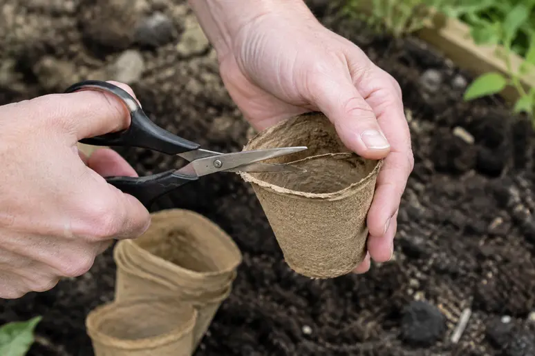 Découpe du rebord d'un pot en tourbe avant la plantation du semis