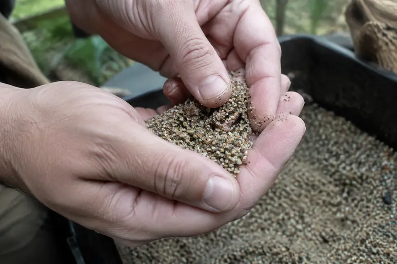 Mains inspectant la granulométrie fine d'un substrat pour terrarium désertique