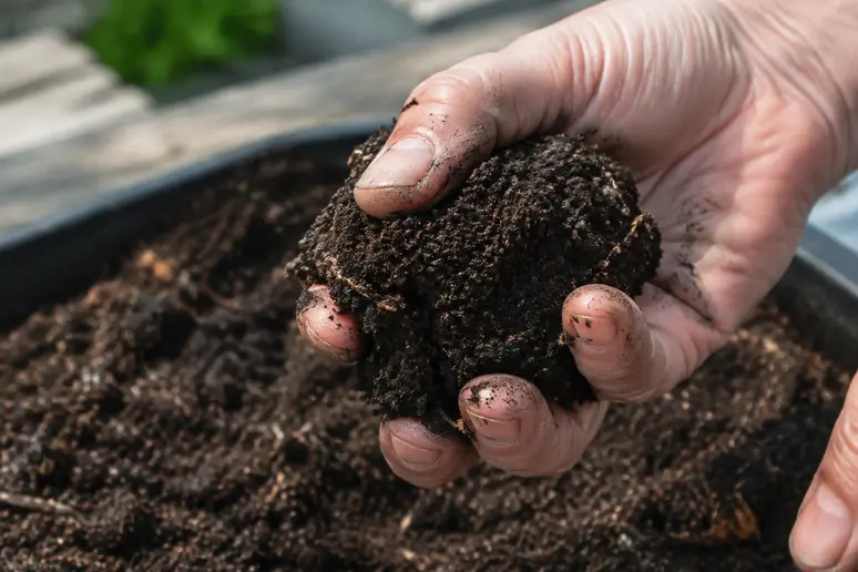 Mains testant l'humidité d'un terreau pour presse motte qui se tient bien en bloc